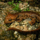 Corsicaanse beeksalamander (Euproctus montanus)