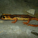 Antalyan Salamander (Lyciasalamandra antalyana)