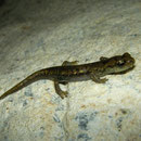 Zuid-Sardijnse grottensalamanders (Speleomantes genei type A) juveniel dier met de typische grote neusgaten.