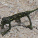 Gewone kameleon (Chamaeleo chamaeleon)