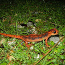 Fazilae's Salamander (Lyciasalamandra fazilae)