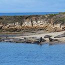 Northern Elephant Seals (Mirounga angustirostris)