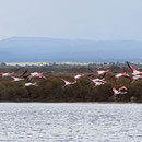 Flamingos (Phoenicopterus roseus)