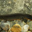 Danube Crested Newt (Triturus dobrogicus) female