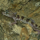 Western Banded Gecko (Coleonyx variegatus)
