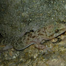 Europese Tjitjak (Hemidactylus turcicus)