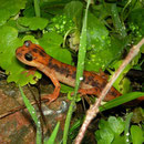 Fazilae's Salamander (Lyciasalamandra fazilae)