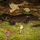California Giant Salamander (Dicamptodon ensatus) 