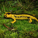 Vuursalamander (Salamandra salamandra bernardezi)