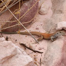 Western Whiptail (Aspidoscelis tigris)