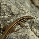 Snake-eyed Lizard (Ophisops elegans basoglui)