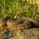 Zandboa (Eryx jaculus)