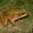 Northern Red-legged Frog (Rana aurora)