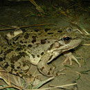 Kretenzische meerkikker (Pelophylax cretensis)