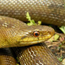 Italian Aesculapian Snake (Zamenis lineatus) 