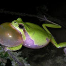 Boomkikker (Hyla arborea), roepend mannetje.