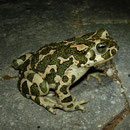 Green Toad (Bufo viridis) female