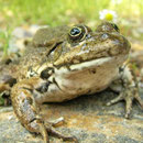 Egeïsche meerkikker (Pelophylax bedriagae)
