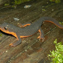 Rough-Skinned Newt (Taricha granulosa)