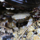 Crab