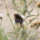 Butterfly ID???