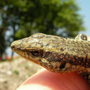 Anatolische berghagedis (Anatololacerta anatolica aegea)