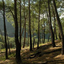 Habitat of both species.