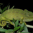 Mediterranean Chameleon (Chamaeleo chamaeleon)