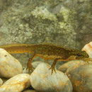 Montandon's Newt (Lissotriton montandoni)