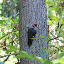 Pileated Woodpeckers (Dryocopus pileatus)