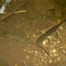 Iberische watersalamanders (Lissotriton boscai)