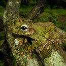 bony headed treefrog (Osteocephalus buckleyi)