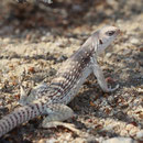Desert Iguana (Dipsosaurus dorsalis)