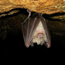 Hoefijzerneusvleermuis (Rhinolophus spec.)