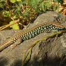 Milos Wall Lizard (Podarcis milensis)