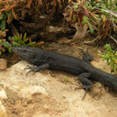 Lilford's Wall Lizard (Podarcis lilfordi)