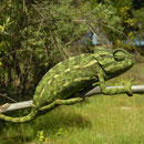 Mediterranean Chameleon (Chamaeleo chamaeleon)