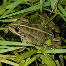 Levant Water Frog (Pelophylax bedriagae)