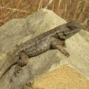 Western Fence Lizard (Sceloporus occidentalis)