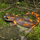 Sierra Nevada Ensatina (Ensatina eschscholtzii  platensis)