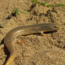 Ocellated Skink (Chalcides ocellatus)