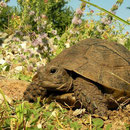 Moorse landschildpad (Testudo graeca)