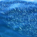 Anchovies