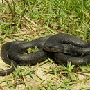 Melanistische dobbelsteenslang (Natrix tessellata)