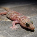 Turkse huisgekko (Hemidactylus turcicus)