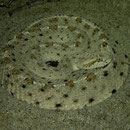 Sidewinder (Crotalus cerastes)