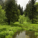 Habitat of Montandon's Newt