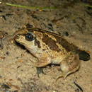 Knoflookpad (Pelobates fuscus) juveniel