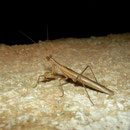 Mantis (Ameles spallanziana)