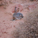 Black-tailed Jackrabbit (Lepus californicus)